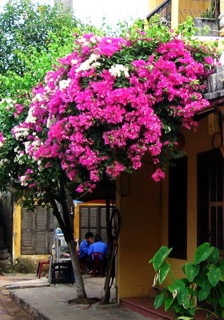 Giàn hoa giấy dịu êm